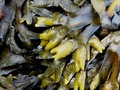 Beneficios de añadir algas a tus recetas via maquillajebello DeGuapas