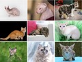 Las razas de gatos más raras del mundo | El gato egipcio no tiene pelo o más exactamente posee una finísima capa de vello casi inapreciable a la vista y al tacto humano. Sus bigotes son muy, muy cortos y algunos ejemplares carecen de ellos. El munchkin tiene las patas muy cortas y un cuerpo muy largo. Vendría a ser el perro salchicha del mundo de los gatos pero con cara de peluche. Hay gatos que no tienen cola o si la poseen su tamaño es insignificante, extraña mucho verla en un felino doméstico. Hablamos de razas como el manx y el pixie bob, este último de aspecto muy similar al lince (felino salvaje que efectivamente dispone de una minicola). Otro aspecto por el que catalogar a determinadas razas de gatos como raras es la peculiar forma de las orejas de los individuos que la forman. Nos referimos a los scottish fold, cuyas orejas mínimas aparecen plegadas hacia delante contrastando con una gran cabeza redonda y al gato elfo, un felino pelón con las orejas hacia atrás, como las de un duende. Existe una raza cuyo pelaje es rizado, característica esta que llama la atención dentro del mundo felino, dominado por pelos cortos, largos o semilargos pero lisos. Al cornish rex el cabello le crece rizado y corto, muy curioso... Para leer la nota completa entra en Acarigua-Araure.com (Foto: Muy Mascotas) #Noticias #Mascotas #Gatos