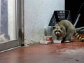 Why you steal my fud trash panda? ° ° ° ° ° #raccoon #trashpanda #raccoonsofinstagram #wildanimals #atx #austintexas #austinphotographer #fujifilmme #doyouseeme #stealingfood