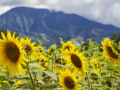 Sunflower field, Oahu