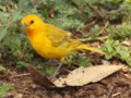 Tiny Yellow bird in Hawaii