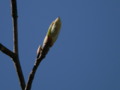 Early Spring Bud