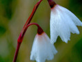 white bells