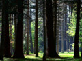 giant pine tree forest