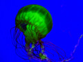 Bright Green Jellyfish