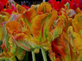 Parrot Tulips