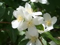 Syringa, the Idaho State Flower