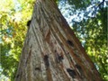 Looking up into a Redwood Tree