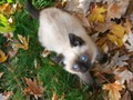 Siamese kitten with blue eyes