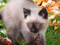 Soft baby blue eyed siamese kitten