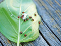 Baby Ladybugs just hatched?