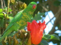 Parrot with flower