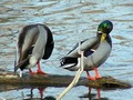 Preening Ducks