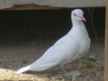 pretty white dove in yard