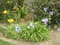 Garden scene Yellow and Purple Flowers Pretty