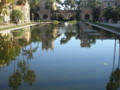 Coy Pond in San Diego with Tree Reflections