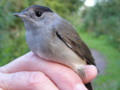 Blackcap