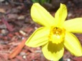 Yellow Daffodil Standing Tall