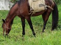 El caballo de carga en el campo Que es el arristranco? Para que sirve la gurrupera? Es más importante es caballo de deporte El de rico acaudalado Que come en restaurantes de lujo Lo que con amor se cultivó en el campo El café que se baja de la montaña Llenando de aromas la casa  Recojido a mano en la loma o montaña Para ser bajado por caminos de tierra Al mercado por el campesino Lleno de su tierra Apretando la cincha  La carga bien balanceada Para que no se voltee la carga  Todo lo que llega a tu boca Y colocan en tu mesa Lo cultivan manos laboriosas De esta maravillosa tierra  Que se llama Venezuela  El caballo come la hierba Relajado al lado del mercado Porque de madrugada  Bajo cargado de la montaña  Mientras el hombre para evitar Quedarse dormido por el cansancio  Escupe chimó o masca tabaco Venezuela es muy bella carajo No hay nada mejor que el campo El llano, pie de monte andino La montaña y el barranco El calor sofocante del verano La lluvia interminable del invierno El sabroso olor del mastranto La espiga del galeote El pajarito que la come El arbolito de chaparros esparcidos  Por el llano y el río del morichal La nieve en la cordillera Y lo inmenso del lago Los rios y la rumazón  Cargada de pescados Que bella es Venezuela  Que Dios nos bendiga siempre #CaballosaludCreeEnDios amén