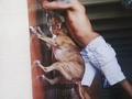 #yagopit #pitbullofinstagram #pitbulladvocate #pitbull #pitbulllove #pit #dogfamily #dogs #amor #amigo #