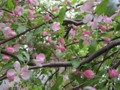 Weeping Crab Apple Tree Blossoms