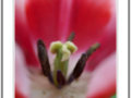 Bewitching heart of a red tulip