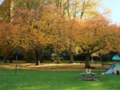 Orange leafs of prunus in autumn