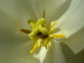 Yellow heart of white tulip 2