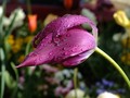 Sun Light on a purple tulip with water drops