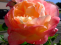 salmon pink rose