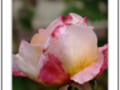 White, yellow and pink petal of a rose