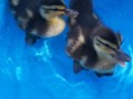 Our New Baby Rouen Ducks