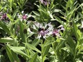 #Beelicious  Centaurea montana ‘Amethyst in Snow’ great for pollinators and for us to enjoy too. @ashnurs    #plantsforpollinators #flowers #bee #cornflower #perennials #gardening #plants #amethyst