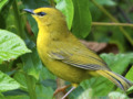 Black-crested Warbler (Basileuterus nigrocristatus)