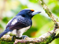 Orange-fronted Barbet (Capito squamatus)