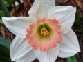 pink-charm-daffodil-narcissus