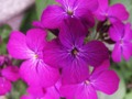 honesty flower close up