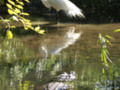 American Alligator Stalking Its Prey