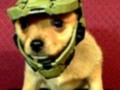 Master Chief Dog