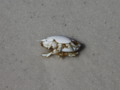 Sand Flea I caught in Destin Florida