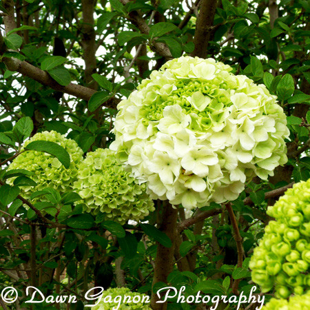 Hydrangea Tree  RedGage