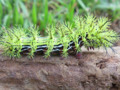 Green Spiky Caterpillar