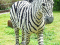 Lego Zebra taken at LEGOLAND Windsor