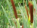 Bulrush wetland plant at Snug Harbor, Staten Island, New York City