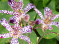 Toad Lily - "Blue Wonder" (Tricyrtis hirta)