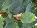 Broad-leaf hosta patterns