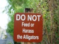 Do Not Feed or Harass the Alligators