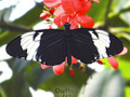 Longwing Butterfly