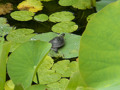 #Baby #Turtle on a #Lily #Pad