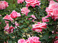 Field of Pink Roses